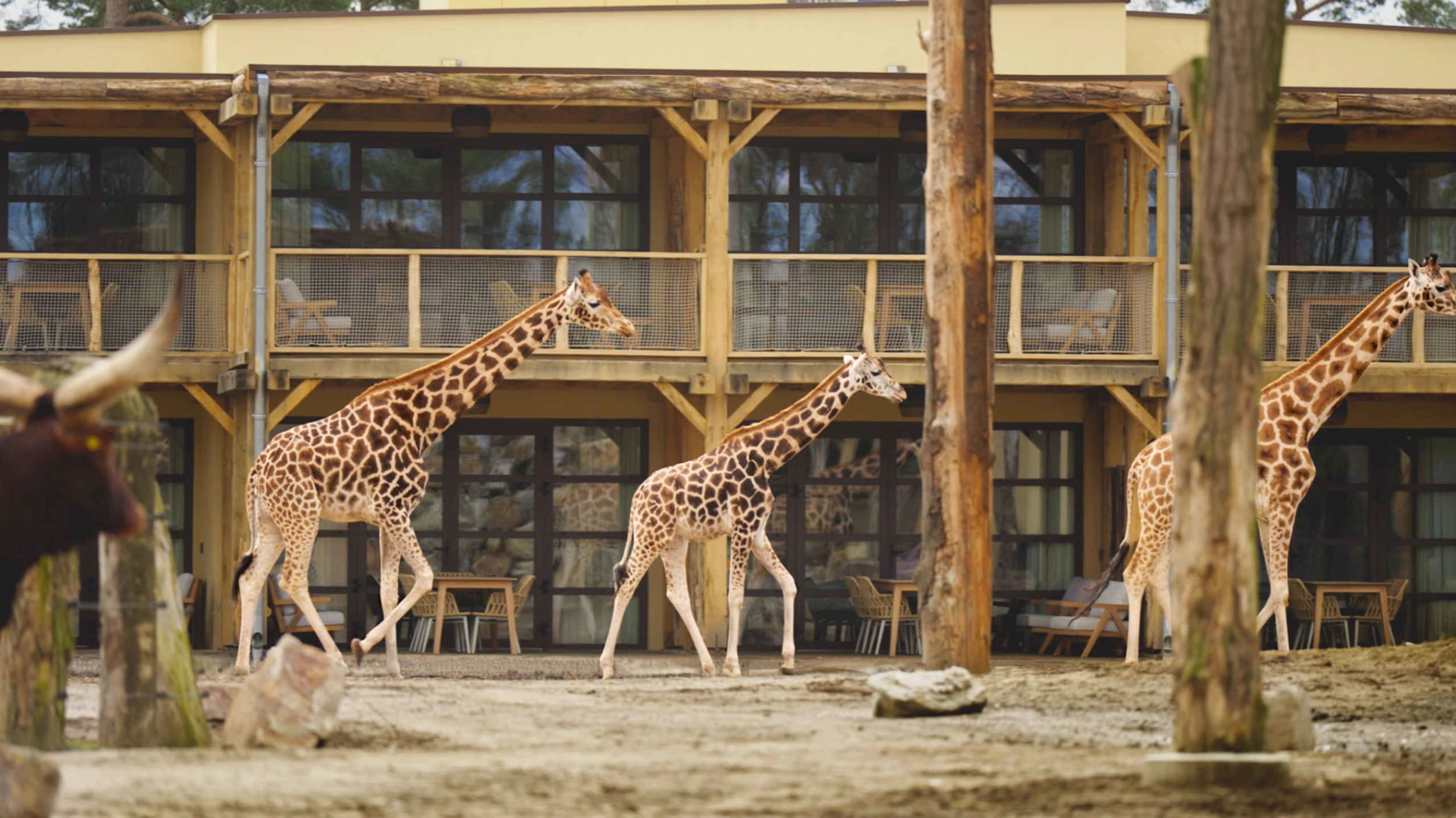 giraffen-wongo-savanne-room-safari-hotel-beeks