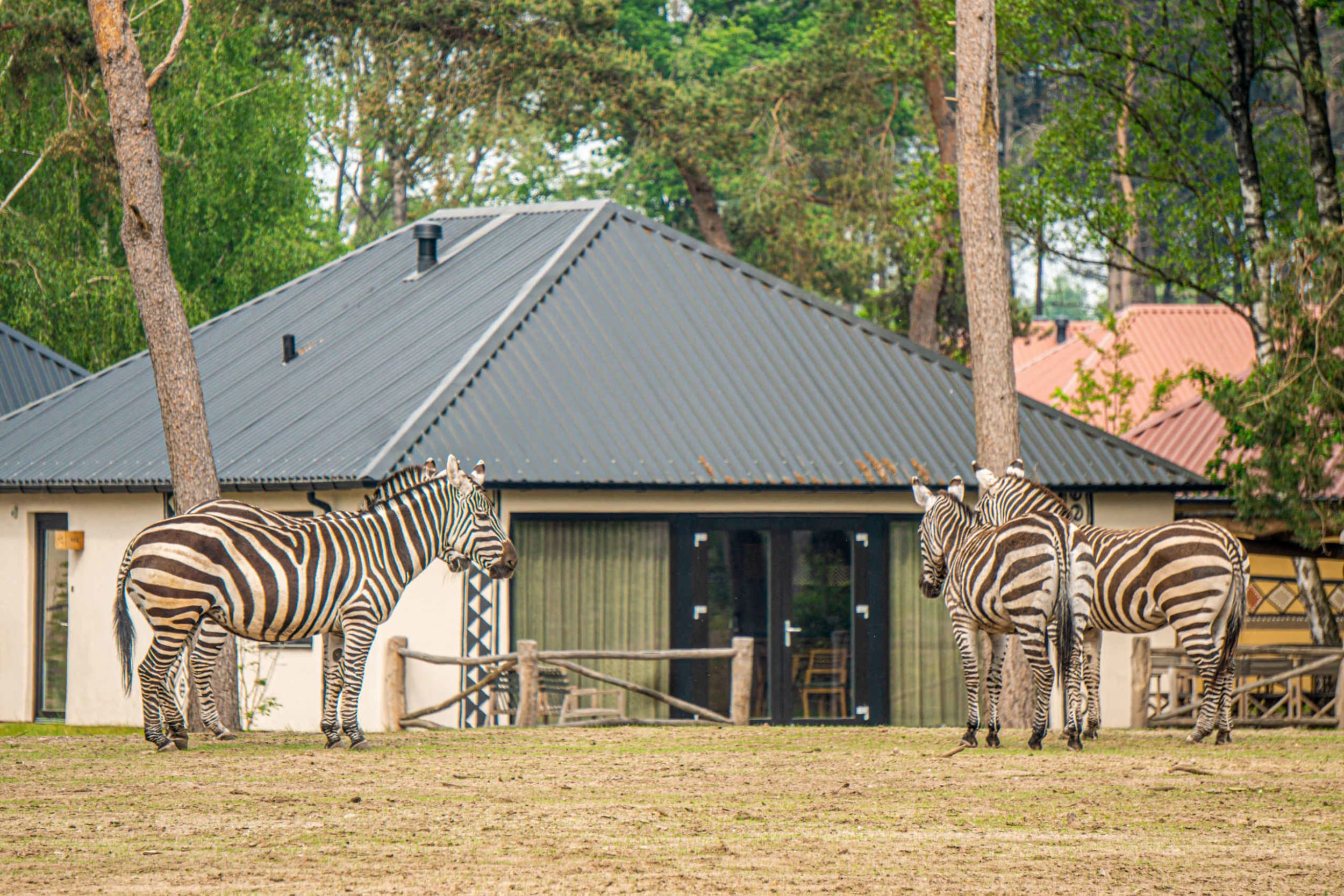 savanne-lodge-plus-safari-resort-beekse-bergen
