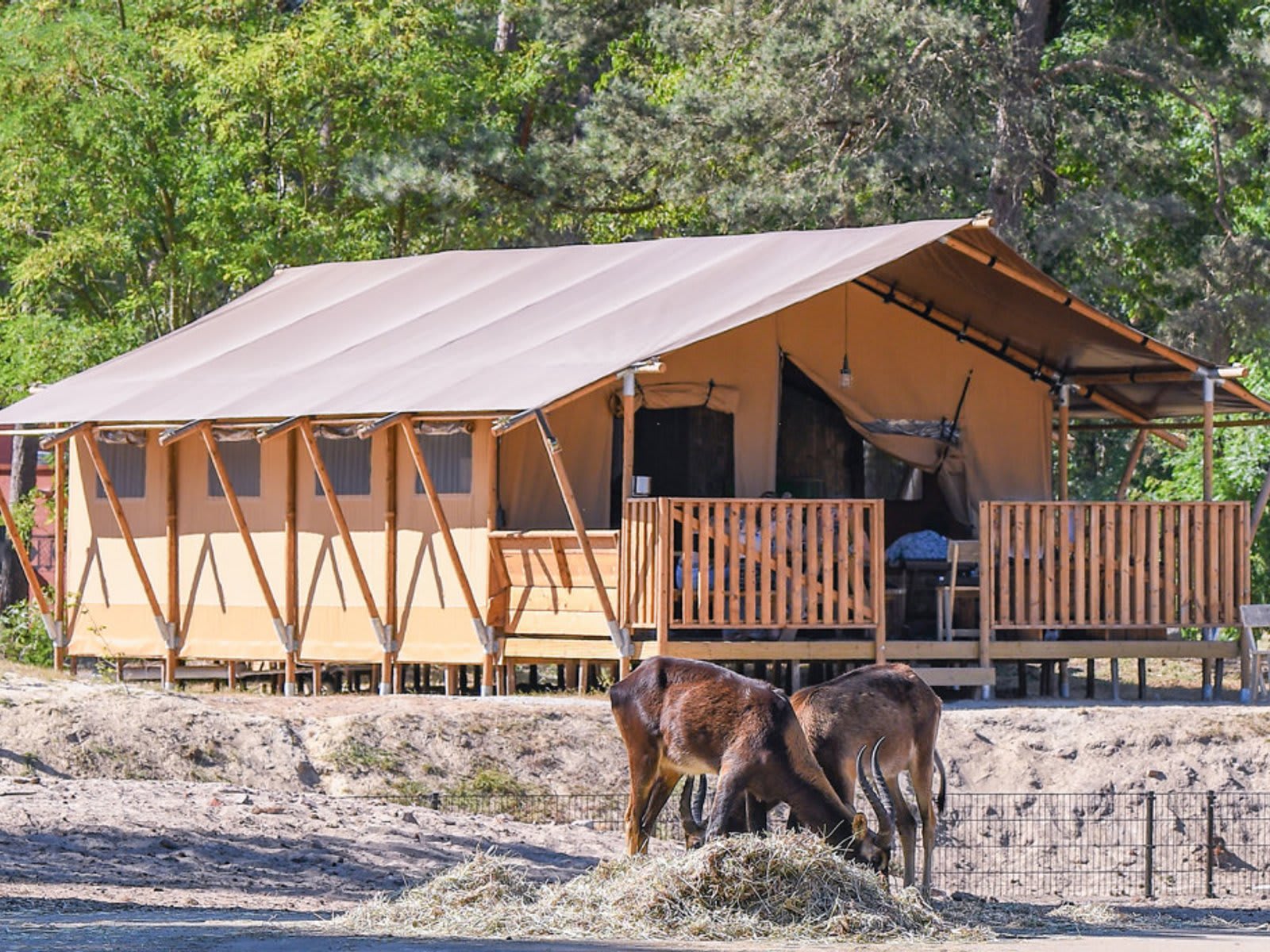 tent-plus-safari-resort-beekse-bergen